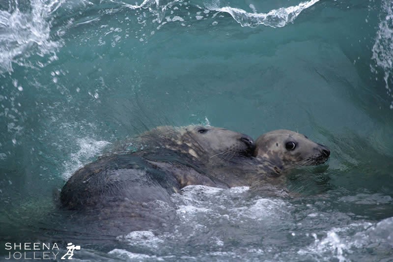 Mating Grey Seals.jpg - After eleven months' gestation the female Grey Seal gives birth to one single pup.Grey Seals haul out on their traditional breeding grounds on rocky islands and sandy bays off the West of Ireland. The young seals are born into a harsh environment and within weeks have to survive the oncoming winter. The pups keep their white curly coats and cling to the land for two perilous weeks. Their mother's milk is so rich in fat that they put on pounds every day. After being pushed and shoved a great deal they finally overcome their fear of water. Toward the end of autumn the bull herds together the cows which belong to him and soon afterwards hunger forces their deserted young to learn to fish. I spotted these seals mating in the water when I was photographing the young which had recently been born.It was a scene I had not witnessed before and was lucky to capture it in fairly shallow water with the waves breaking.